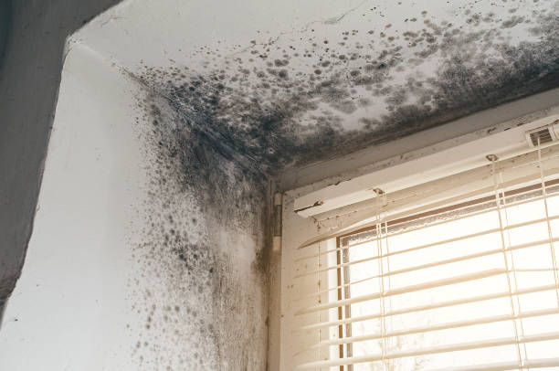 Affordable Black Mold Remediation solutions in Marion, VA
