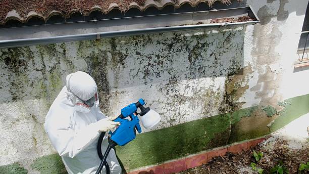 Top rated local Black Mold Remediation specialists in Marion, VA
